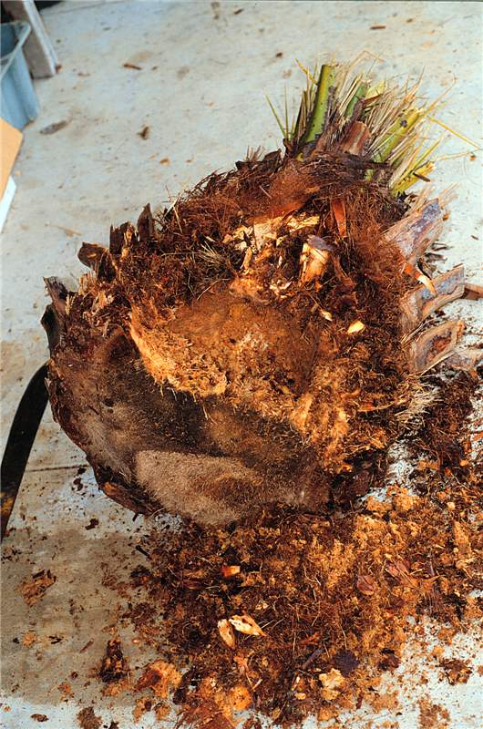 Figure 2. Inside of  Phoenix canariensis  infested with palmetto weevil ( Rhyncophorus cruentatus ). Photo by R. Giblin-Davis.