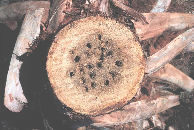 Figure 1. Cross section through  Sabal palmetto  infested with palmetto weevil ( Rhynchophorus cruentatus ). Photo by R. Giblin-Davis.