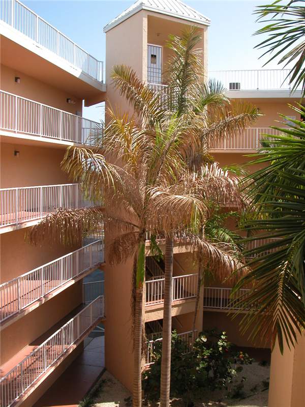 Figure 2. Severe damage caused by royal palm bug ( Xylastodoris luteolus ). Photo by T.K. Broschat