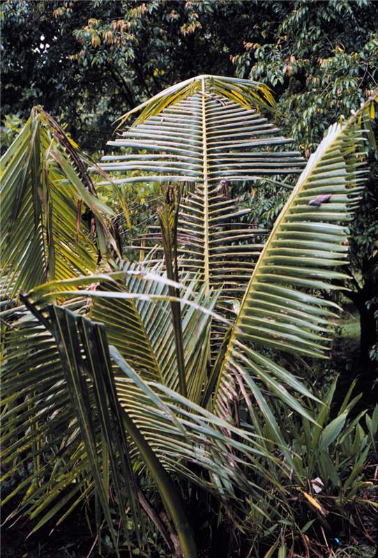 Figure 4. Leaf truncation in  Cocos nucifera  caused by periodic temporary B deficiency. This pattern was the result of heavy rainfall events approximately every 10 days during the development of the leaf in the center. Photo by T.K. Broschat