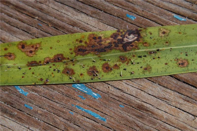 Figure 5. A leaf affected by both Graphiola leaf spot and Stigmina leaf spot. Signs of  Graphiola phoenicis  are the small back bodies (sori), many with filaments emerging from the sori.  Stigmina palmivora  symptoms are the large brown spots with dark edges and darker but flat centers. In some cases, a  G. phoenicis  sorus is superimposed upon the  S. palmivora  leaf spot. Photo by M. L. Elliott.