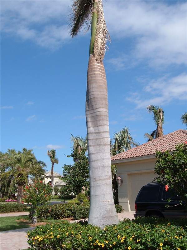 Figure 2. Collapsed and twisted trunk of water-stressed  Roystonea regia . Photo by T.K. Broschat.