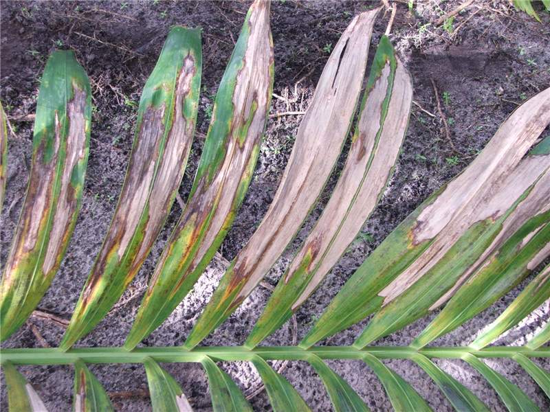 Figure 2. Upper surface of leaf of  Veitchia  sp. damaged by thrips feeding. Photo by T.K. Broschat