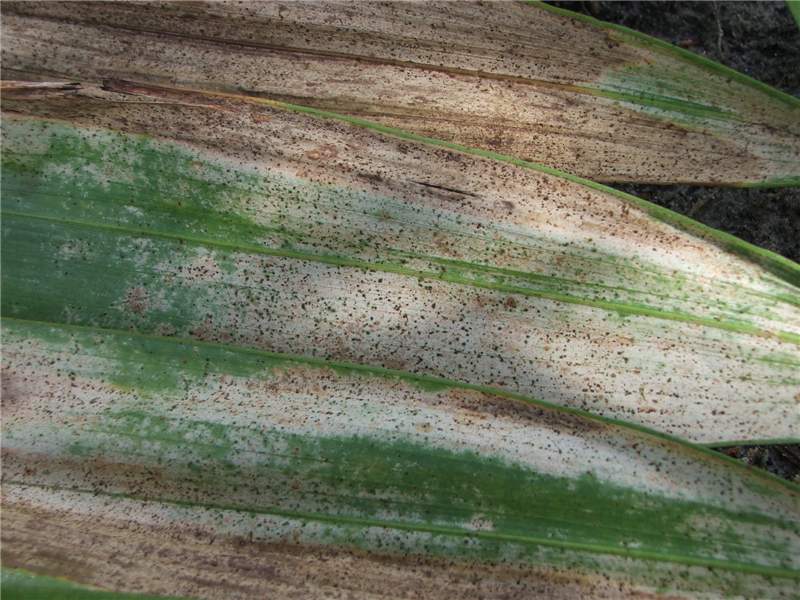 Figure 1. Lower surface of  Veitchia  sp leaf damaged by thrips feeding. Photo by T.K. Broschat