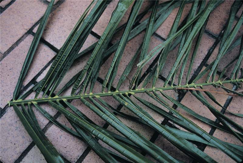 Figure 1. Transverse puckering in  Syagrus romanzoffiana , a symptom of mild B deficiency. Photo by T.K. Broschat