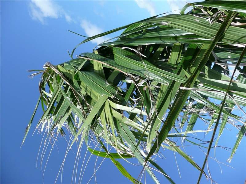 Figure 1. Tattered leaflets in  Roystonea regia  caused by high winds. Photo by T.K. Broschat