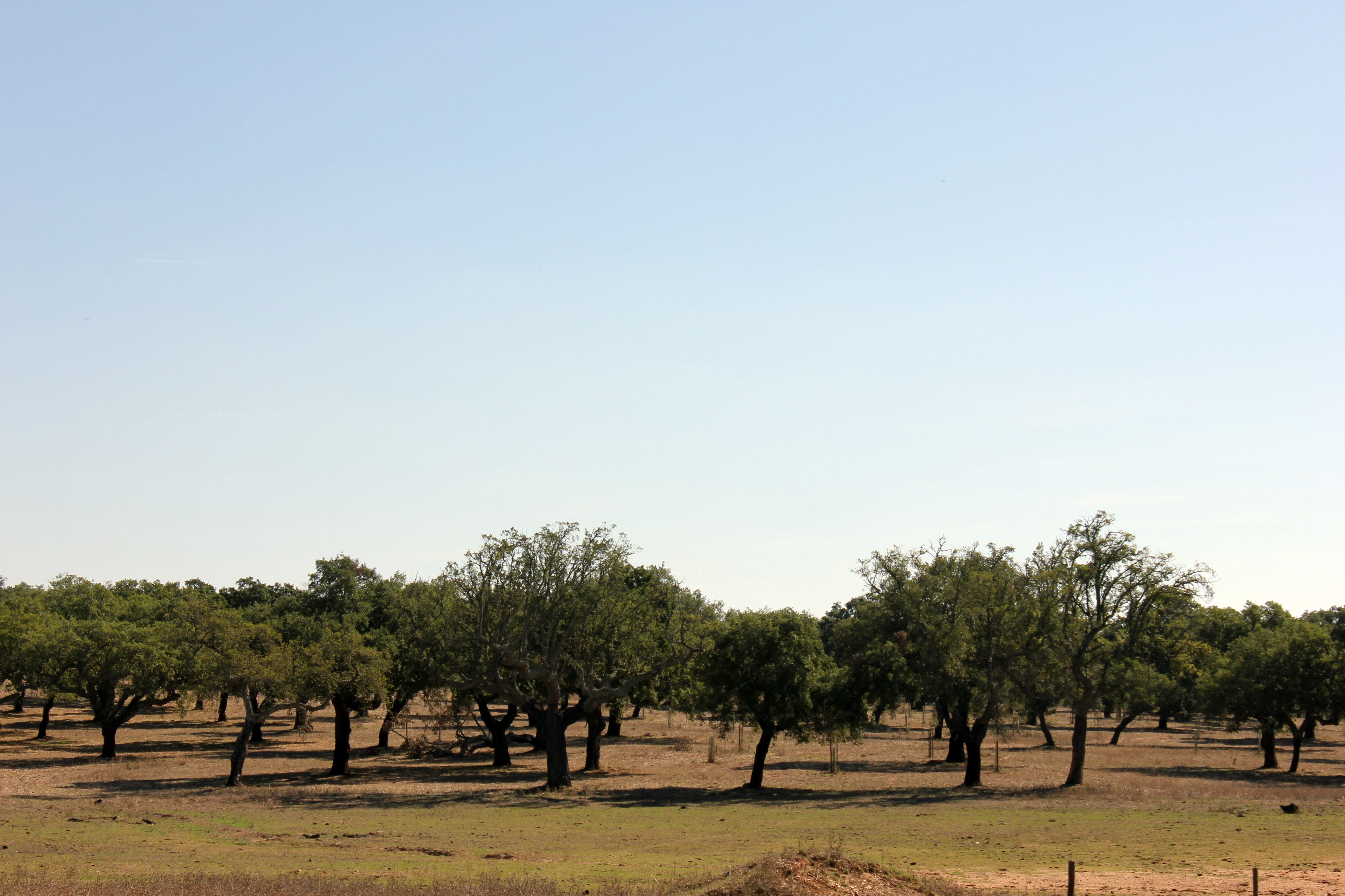 Quercus suber (cork oak) declining symptoms caused by Phytophthora cinnamomi in Alentejo region, Portugal; photo by Alfredo Cravador and Dina Neves, Universidade do Algarve-FCT, Portugal