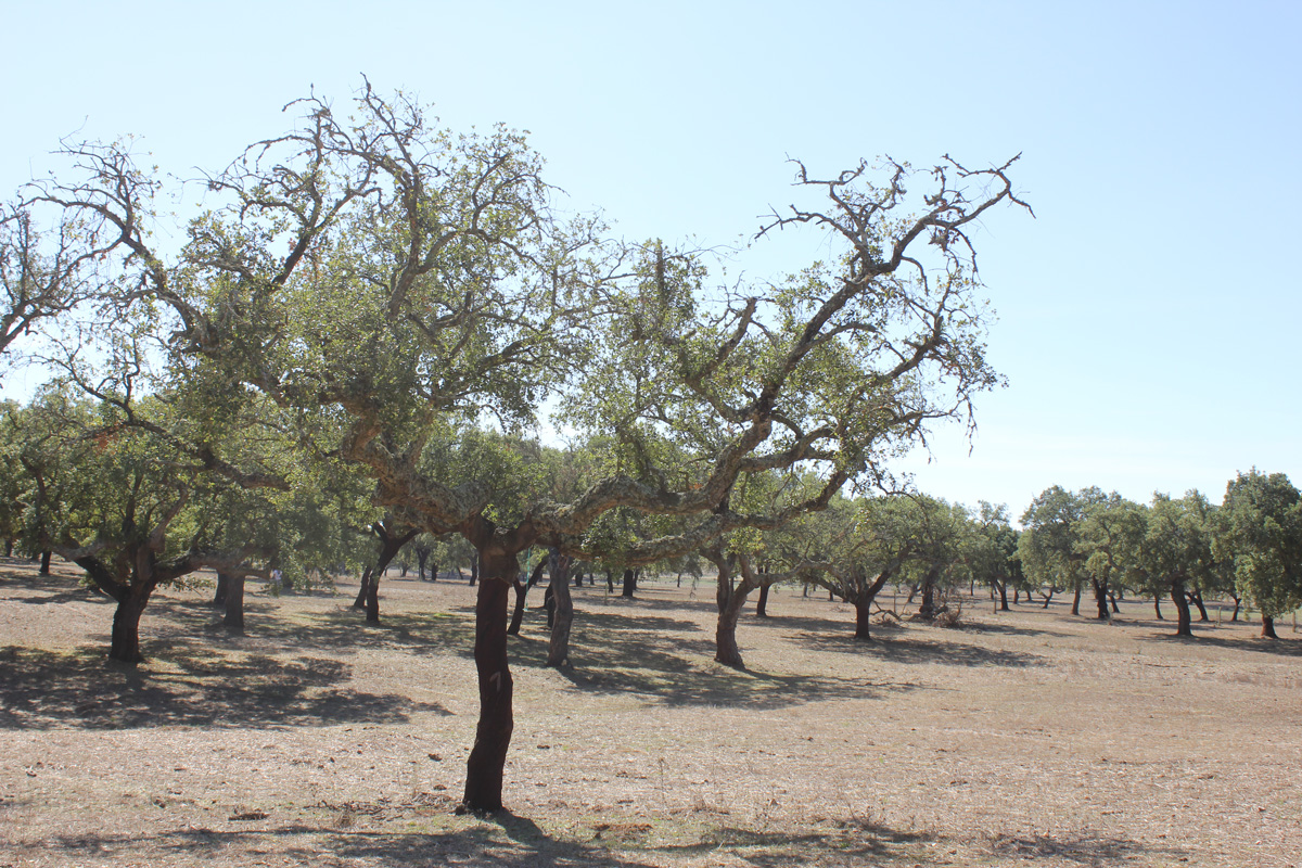Quercus suber (cork oak) declining symptoms caused by Phytophthora cinnamomi in Alentejo region, Portugal; photo by Alfredo Cravador and Dina Neves, Universidade do Algarve-FCT, Portugal