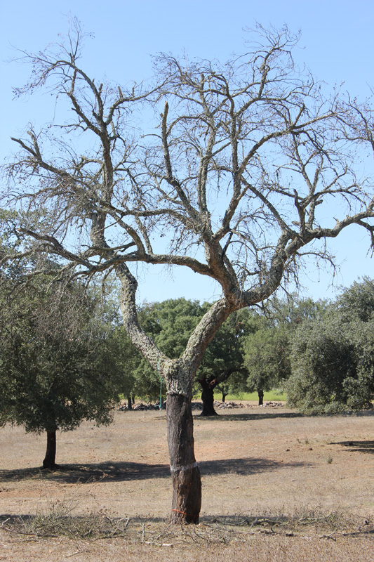 Quercus suber (cork oak) declining symptoms caused by Phytophthora cinnamomi in Alentejo region, Portugal; photo by Alfredo Cravador and Dina Neves, Universidade do Algarve-FCT, Portugal