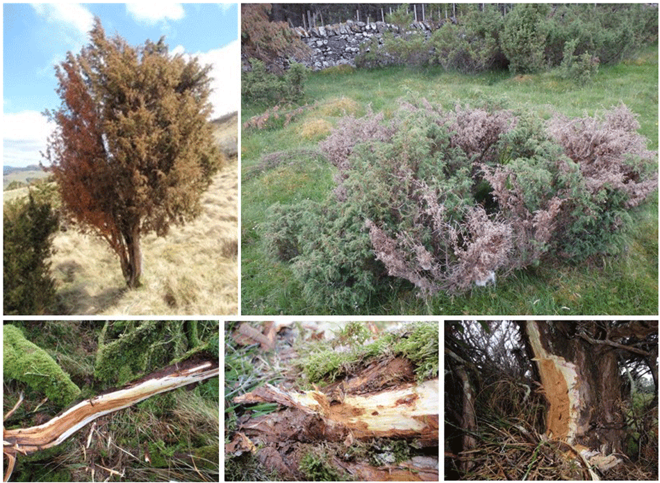 Juniperus communis infected with Phytophthora austrocedri at Glenartney Perthshire Scotland (a, c), Whitewell Cairngorms National Park Scotland (b), Juniper Gill Yorkshire England (d), and Whitewell (e). Lesion extends up the trunk forming a cinnamon-colored tongue with the healthy, white phloem around it. Photos courtesy of April Amstrong and Sara Green at Centre for Forestry and Climate Change (CFCC), Forest Research, Northern Res. Station, Roslin, Scotland