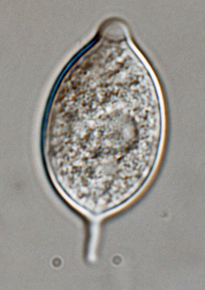Phytophthora kernoviae nbsp;(selected specimen P10681) asexual phase: papillatenbsp;ovoid sporangiumnbsp;with medium-length pedicel, formed on V8 agar flooded with soil extract; photo by Gloria Abad, USDA-APHIS-PPQ.