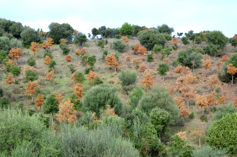 Extensive dieback and mortality of Quercus suber trees caused by Phytophthora cinnamomi in a plantation in Sardinia, Italy; photo by Bruno Scanu and Antonio Franceschini. Universitagrave; degli di Sassari, Italy