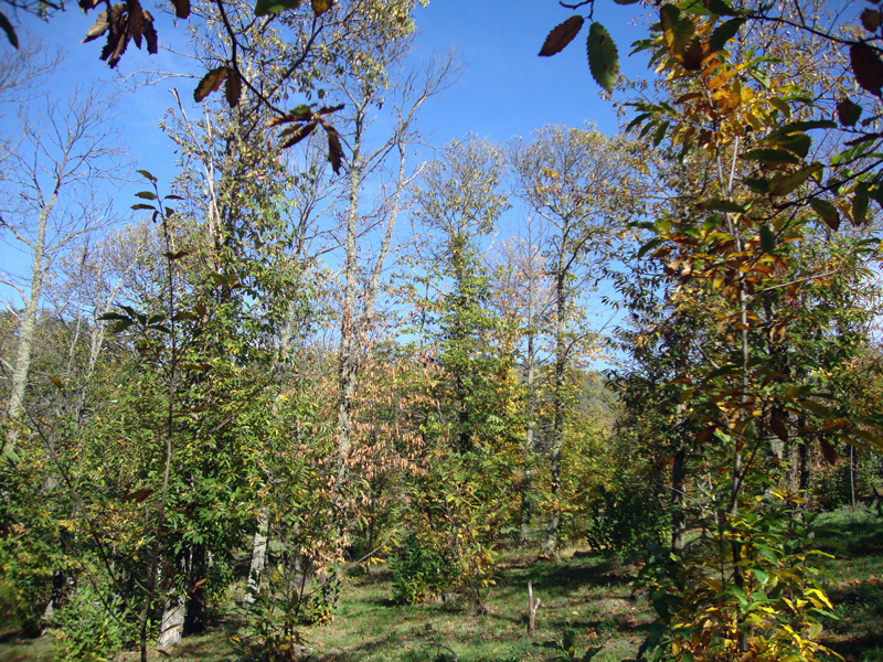 Dieback and mortality of Castanea sativa caused by Phytophthora cinnamomi in Sardinia, Italy; photo by Bruno Scanu and Antonio Franceschini. Universitagrave; degli Studi di Sassari, Italy
