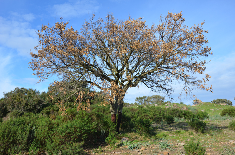 Sudden wilting and dieback of a mature Quercus suber tree caused by Phytophthora cinnamomi in Sardinia, Italy; photo by Bruno Scanu and Antonio Franceschini. Universitagrave; degli Studi di Sassari, Italy