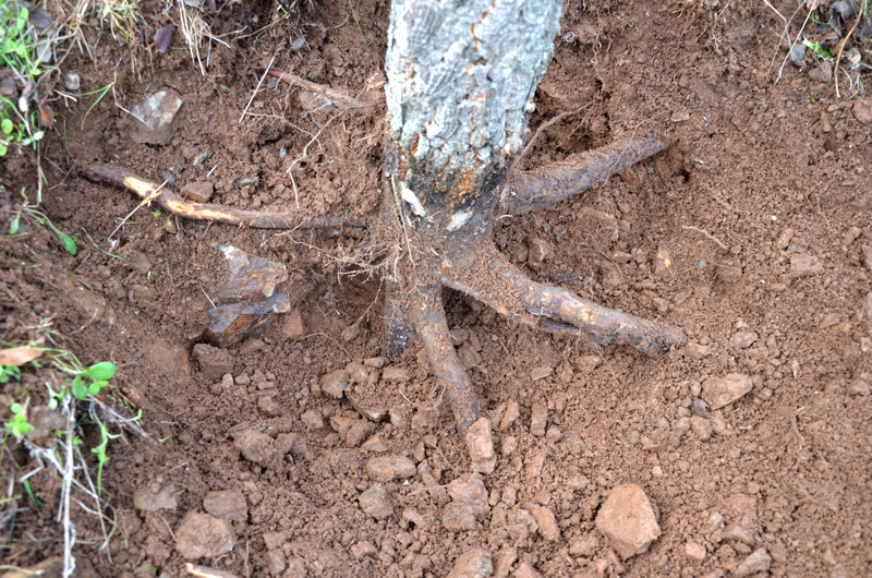 Girdling collar rot lesion and extensive losses of lateral and fine roots caused by Phytophthora cinnamomi on Quercus suber in Sardinia, Italy; photo by Bruno Scanu and Antonio Franceschini. Universitagrave; degli Studi di Sassari, Italy