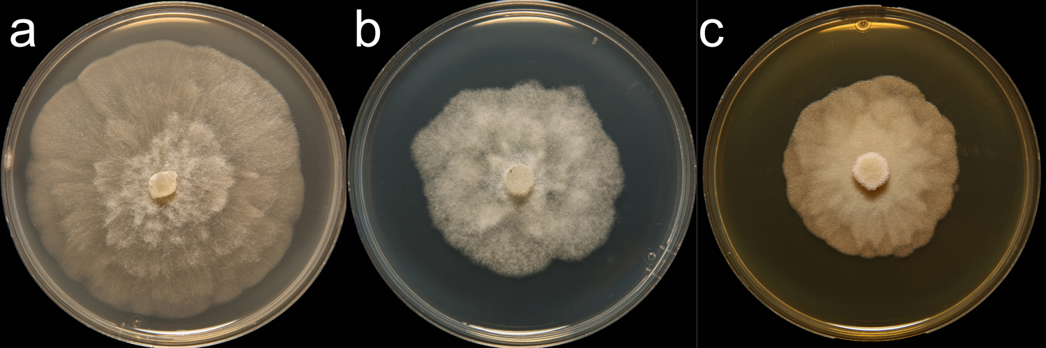 Phytophthora acerina (CPHST BL 114) colonies of the ex-type grown for 7 days on (a) V8reg; Agar, (b) potato dextrose agar, and (c) malt extract agar; photo by Krysta Jennings and Leandra Knight, USDA-APHIS-PPQ