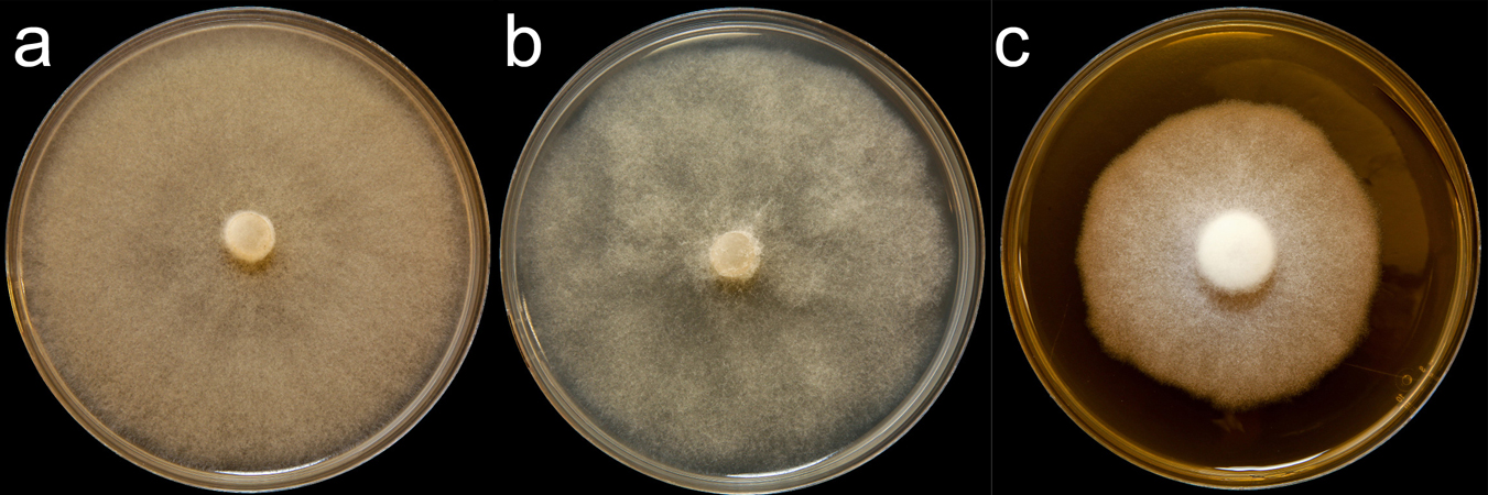 Phytophthora agathidicida (CPHST BL 154) colonies of the ex-type grown for 7 days on (a) V8reg; Agar, (b) potato dextrose agar, and (c) malt extract agar; photo by Krysta Jennings and Leandra Knight, USDA-APHIS-PPQ
