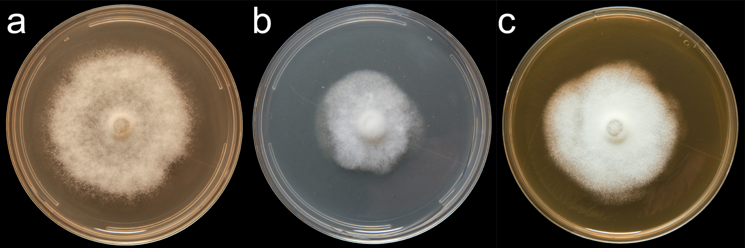 Phytophthora amaranthi (CPHST BL 174) colonies of the ex-type grown for 7 days on (a) V8reg; Agar, (b) potato dextrose agar, and (c) malt extract agar; photo by Krysta Jennings and Leandra Knight, USDA-APHIS-PPQ