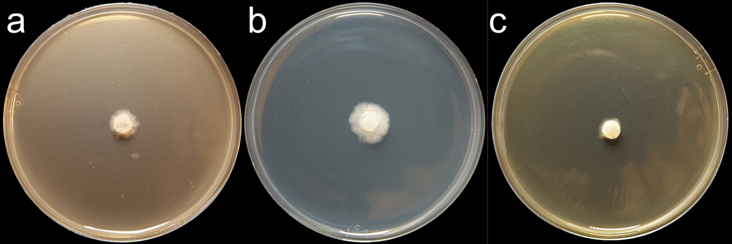 Phytophthora austrocedri (CPHST BL 5) colony of the ex-type grown for 7 days on (a) V8reg; Agar, (b) potato dextrose agar, and (c) malt extract agar; photo by Krysta Jennings and Leandra Knight, USDA-APHIS-PPQ