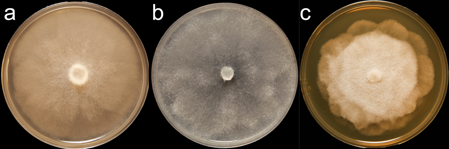 Phytophthora cinnamomi (CPHST BL 12) colonies of the ex-type grown for 7 days on (a) V8reg; Agar, (b) potato dextrose agar, and (c) malt extract agar; photo by Clinton Greub, Krysta Jennings, and Leandra Knight, USDA-APHIS-PPQ