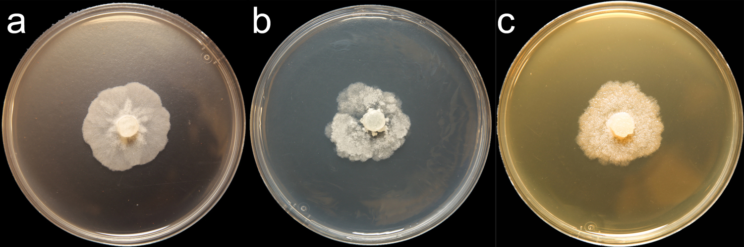 Phytophthora hibernalis (CPHST BL 41G) colonies of the ex-epitype grown for 7 days on (a) V8reg; Agar, (b) potato dextrose agar, and (c) malt extract agar; photo by Krysta Jennings and Leandra Knight, USDA-APHIS-PPQ