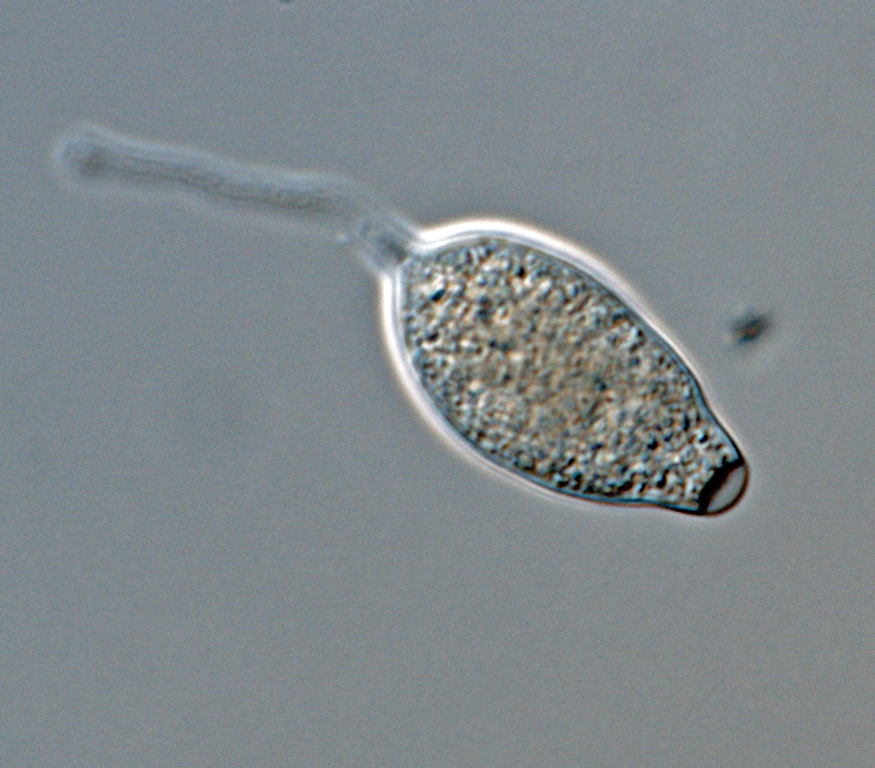 Phytophthora hibernalis (CPHST BL 41G) asexual phase: semipapillate caducous sporangium, with medium length pedicel; photo by Gloria Abad, USDA-APHIS-PPQ.