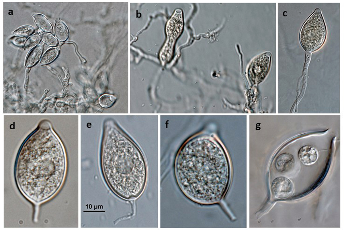 Phytophthora kernoviae (selected specimen P10681) asexual phase: (andash;c) sporangia produced in (a) close simple sympodial and (b, c) unbranched sporangiophores; (dndash;f) papillate sporangia with medium-length pedicels formed on V8 agar flooded with soil extract; (d) ovoid, (e) ellipsoid with tapered top, (f) irregular shape; (g) zoospores in sporangium; photos by Gloria Abad, USDA-APHIS-PPQ.