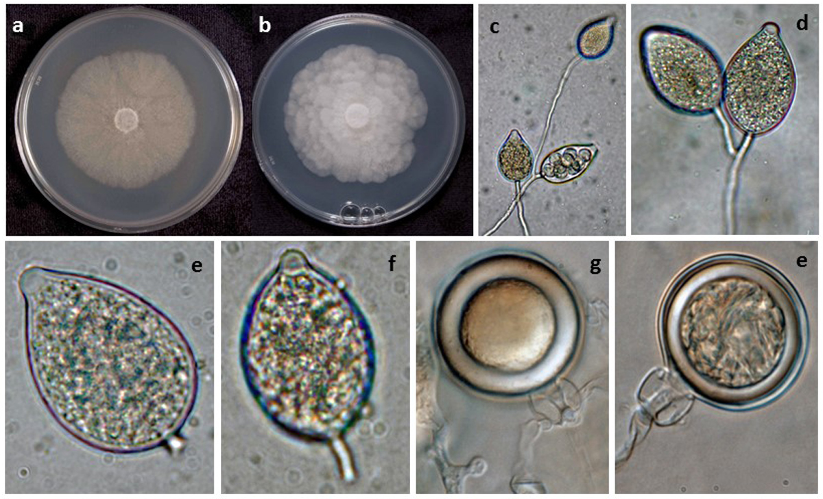 Phytophthora kernoviae (selected specimen P10956): colony shape on (a) V8 agar, (b) potato dextrose agar; (c, d) sporangia born in sporangiophores; (endash;f) papillated sporangia with pedicels (e) short, (f) medium-length; (gndash;e) sexual phase with smooth-walled oogonia with amphigynous antheridia, (g) thick-walled plerotic oospore, (e) medium thick-walled plerotic oospore; photos by Gloria Abad, USDA-APHIS-PPQ