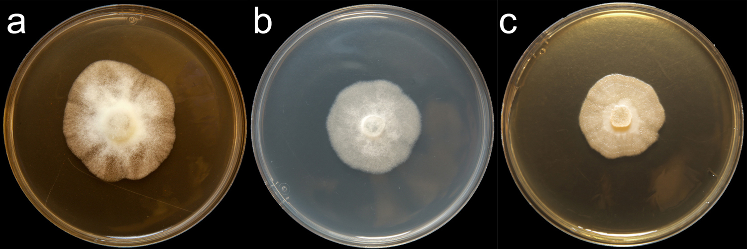 Phytophthora kernoviae (CPHST BL 91) colonies of the ex-type grown for 7 days on (a) V8reg; Agar, (b) potato dextrose agar, and (c) malt extract agar; photo by Krysta Jennings and Leandra Knight, USDA-APHIS-PPQ
