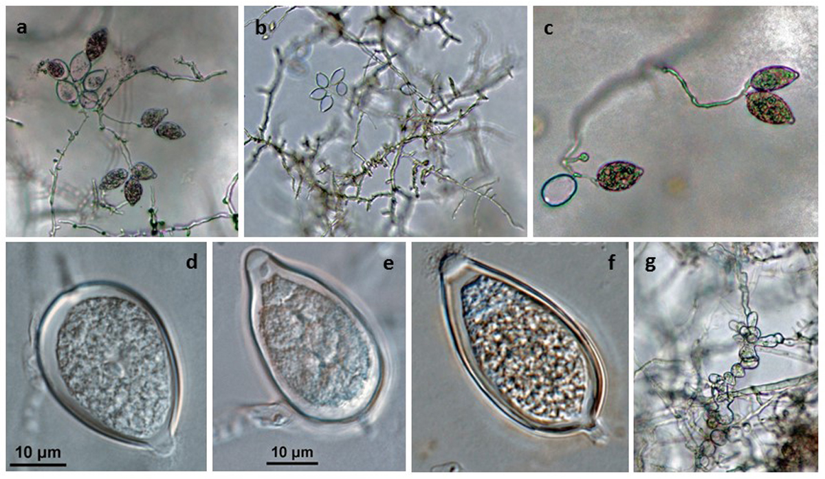 Phytophthora kernoviae nbsp;(CPHST BL 91 ex-type) asexual phase: (andash;c) sporangia produced in simple sympodial sporangiophores, (dndash;f) papillate sporangia with medium-length pedicels formed on V8 agar flooded with soil extract, (d) ovoid, (e) obpyriform, and (f) ellipsoid shapes, (g) coralloid/toruloid hyphal swellings; photos by Gloria Abad, USDA-APHIS-PPQ.