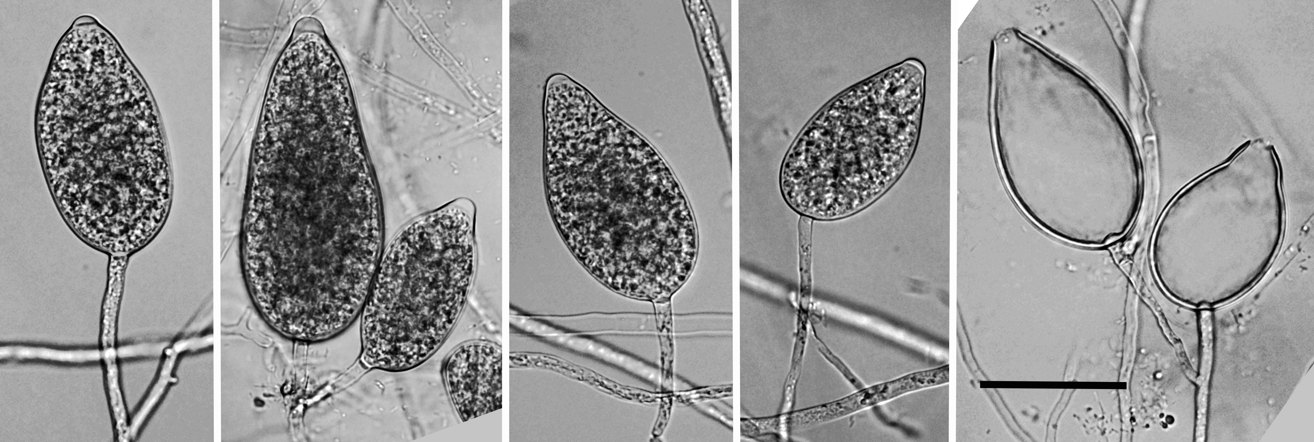 persistent, semi-papillate to papillate, predominantly elongated ovoid sporangia; scale bar = 25micro;m