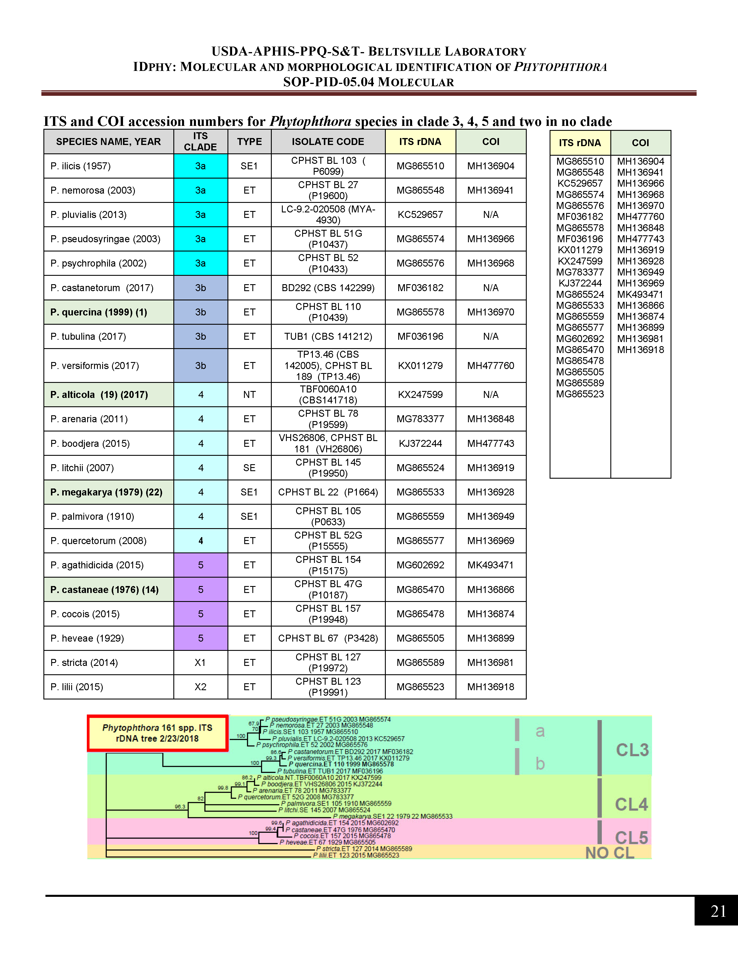 ITS and COI accession numbers for <em>Phytophthora</em> species in clade 3, 4, 5, and no clade