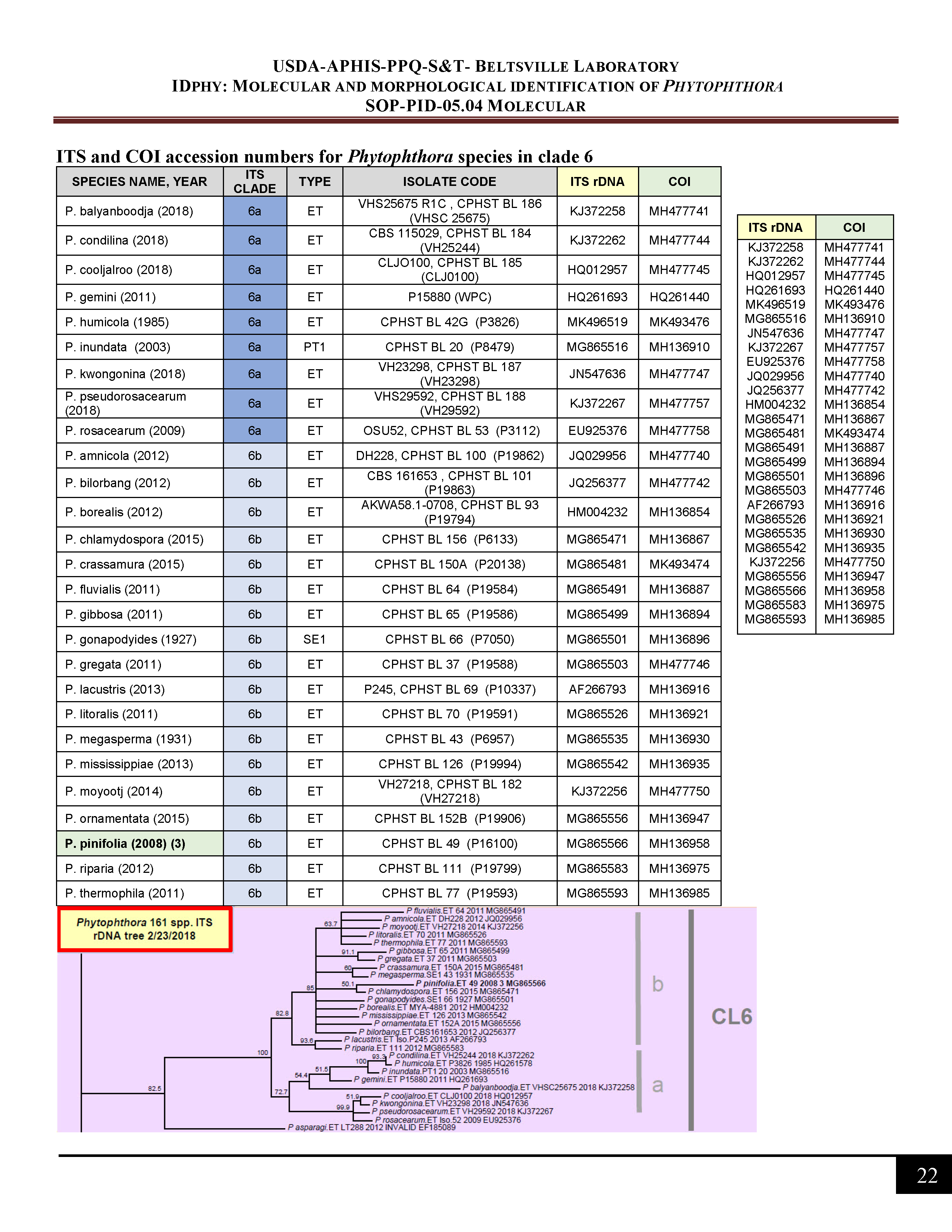 ITS and COI accession numbers for <em>Phytophthora</em> species in clade 6