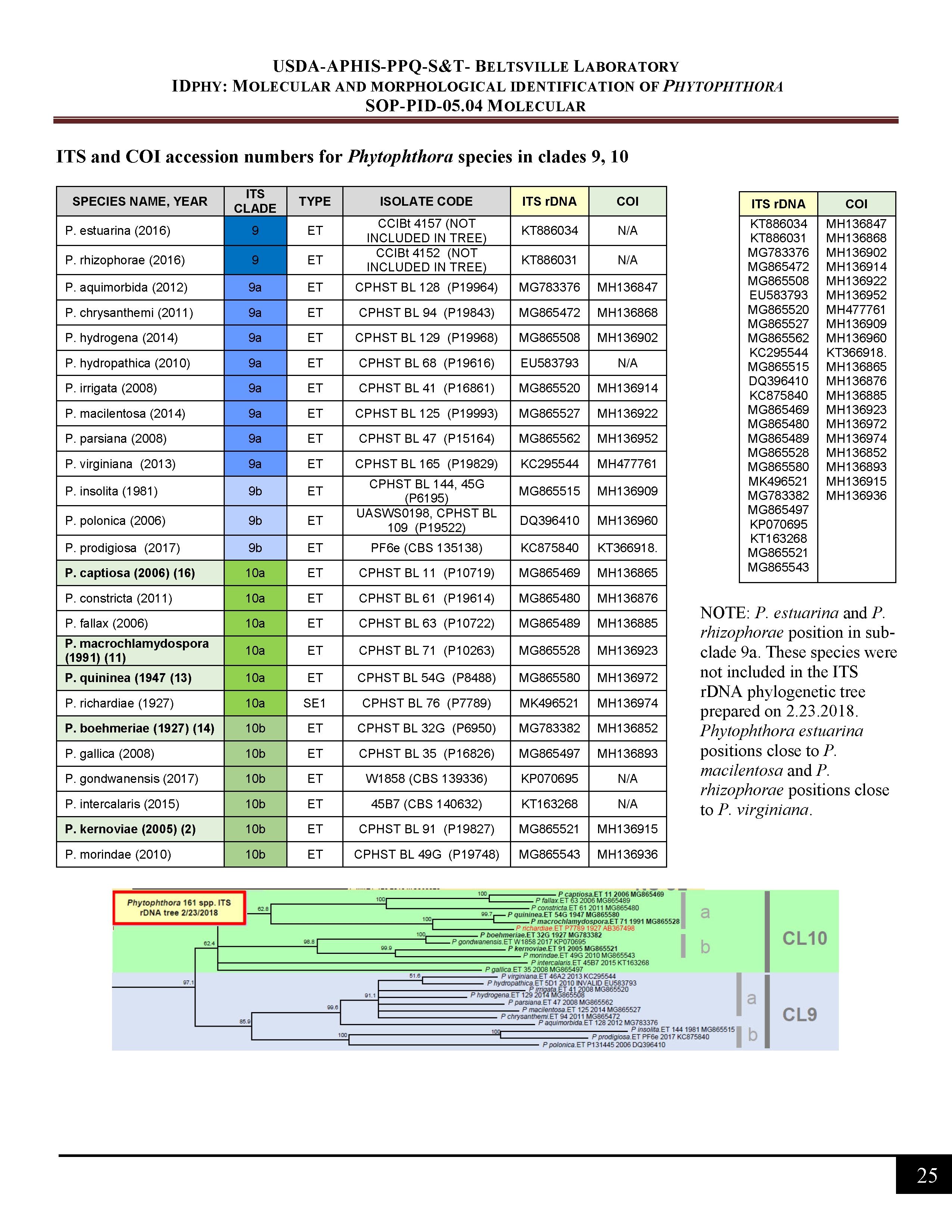 ITS and COI accession numbers for <em>Phytophthora</em> species in clade 9, 10