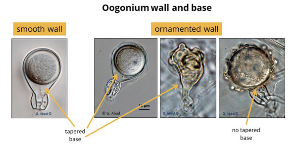 Phytophthora oogonium