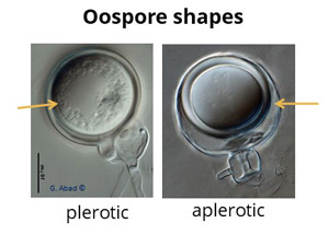 Phytophthora oospore