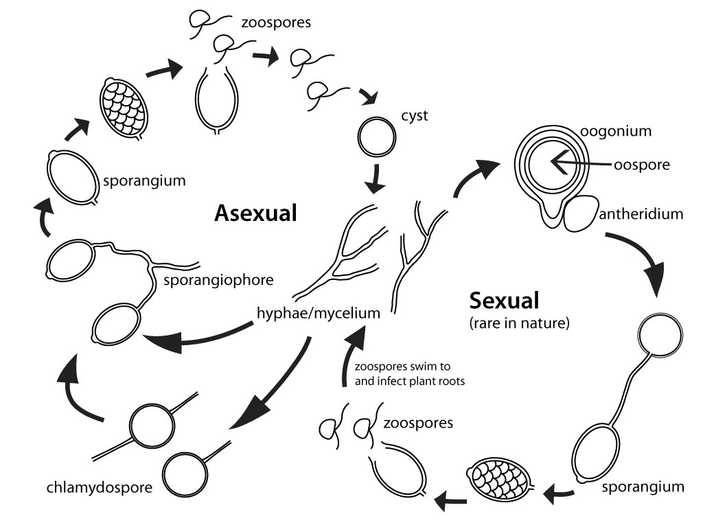 Phytophthora life cycle