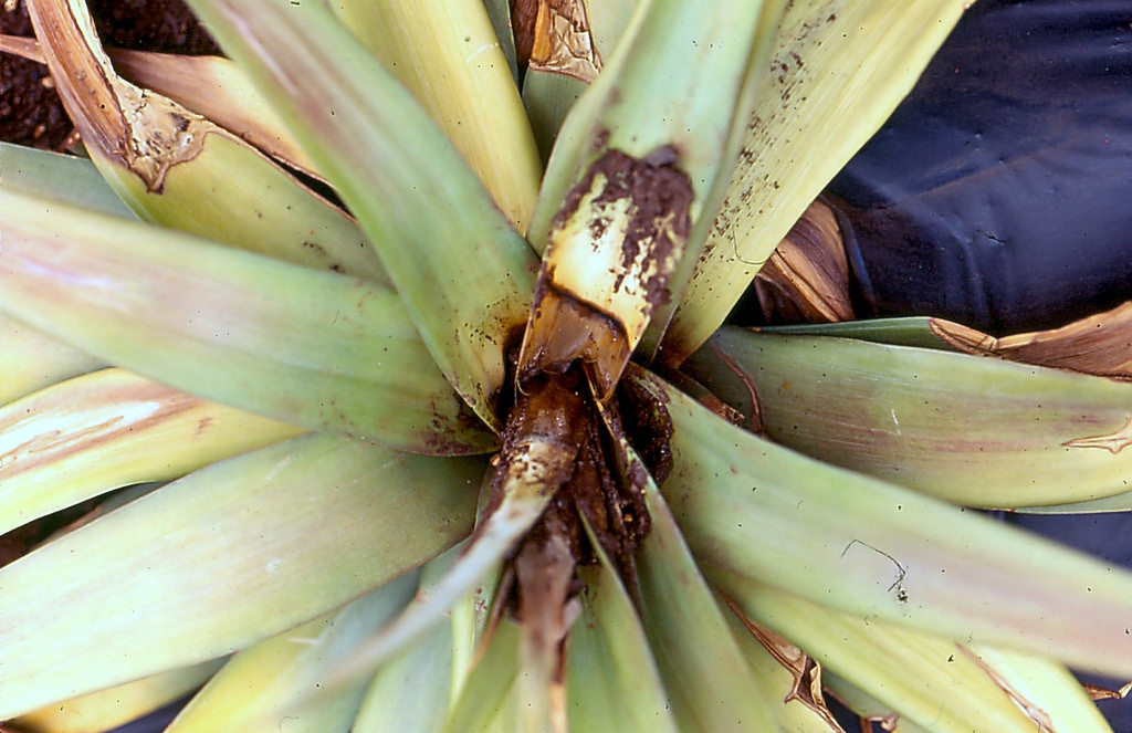 Heart rot of pineapple ( Ananas comosus ) caused by Phytophthora cinnamomi ; photo by Scot Nelson, University of Hawaii at Manoa