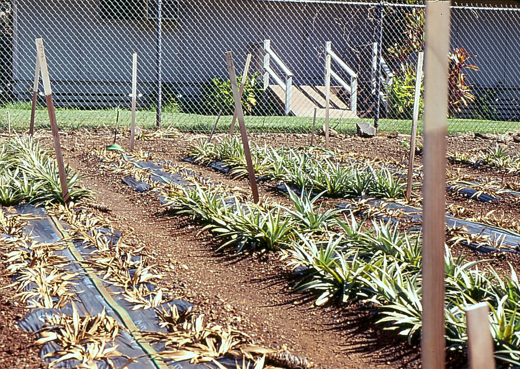 Root rot of pineapple ( Ananas comosus ) caused by Phytophthora cinnamomi ; photo by Scot Nelson, University of Hawaii at Manoa