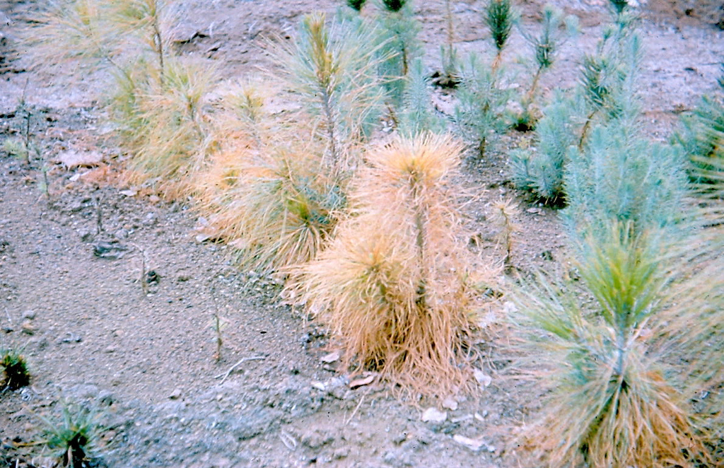 Pine root rot caused by Phytophthora cinnamomi (1961); photo by Eduardo Trujillo, courtesy of Scot Nelson, University of Hawaii at Manoa
