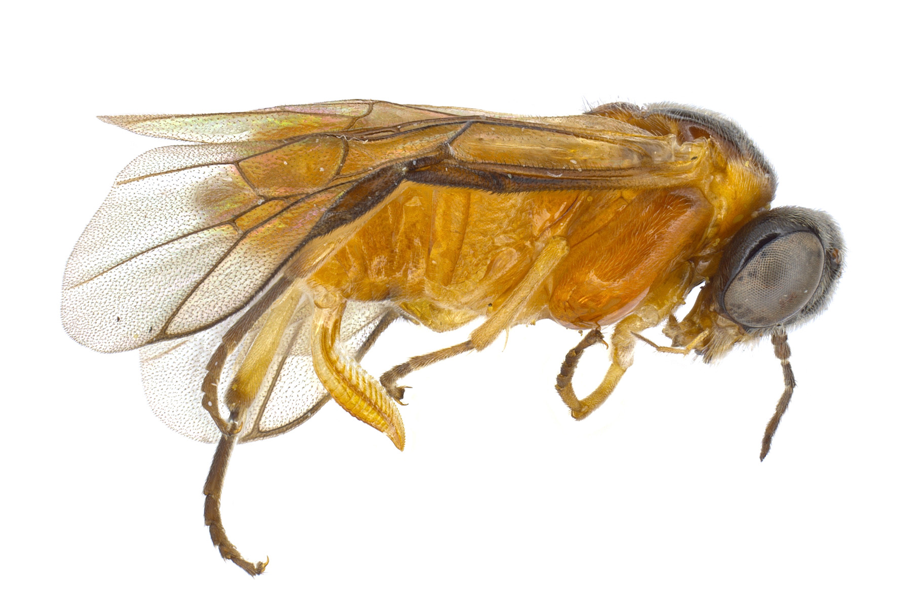 Pergidae are similar in appearance to Argidae and are represented by a single genus in North America north of Mexico. Acordulecera is small in size and has only 6 antennal segments. Acordulecera dorsalis, photo by Q. Baine, WSDA