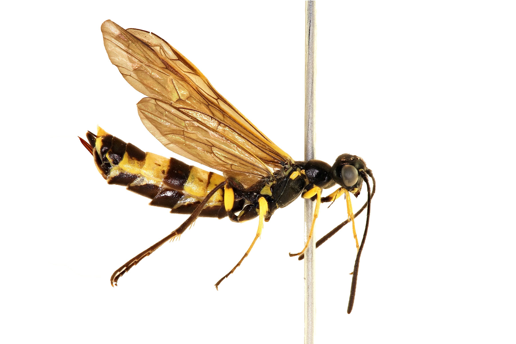 Cephidae are small, slender, and shining like a wasp. The antennae are often slightly clubbed. Cephidae are the only sawfly family to have no cenchri. Calameuta clavata, photo: J. Orr, WSDA