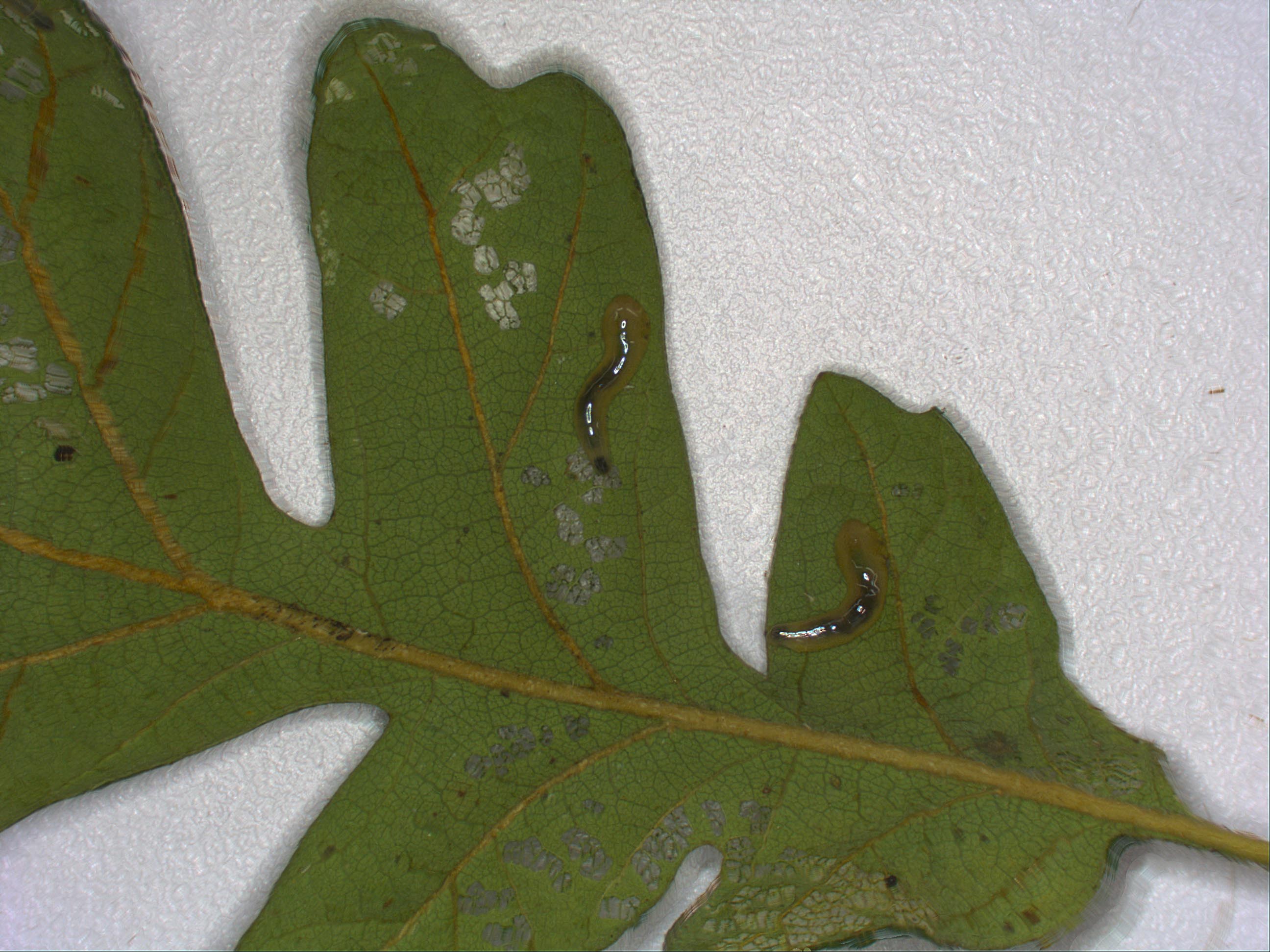 “slug” sawflies feeding externally on the parenchyma of an oak tree leaf (Caliroa sp.); photo: WSDA