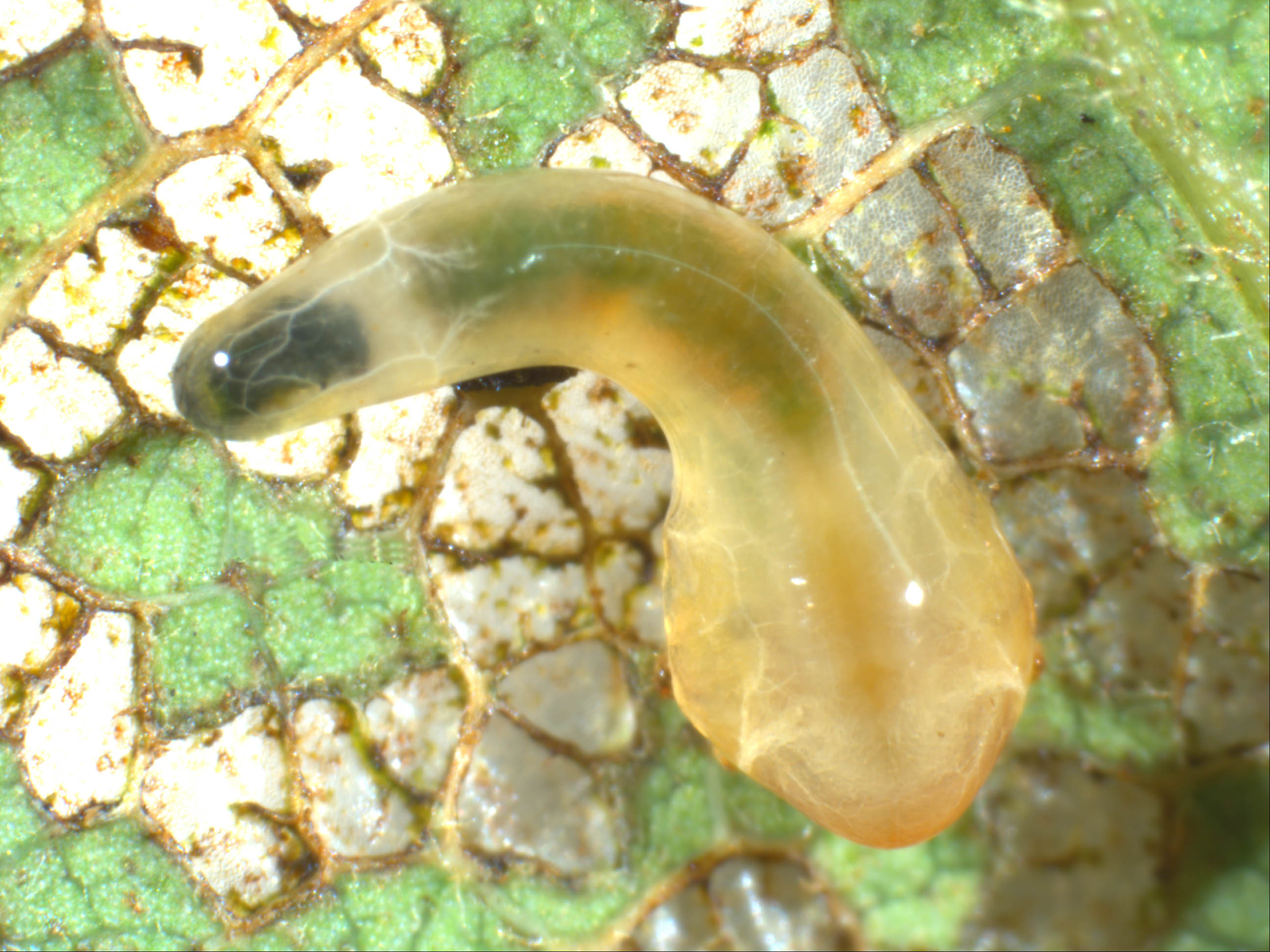 “slug” sawfly larva with less developed legs and indistinguishable abdominal segments (Caliroa sp.); photo: WSDA