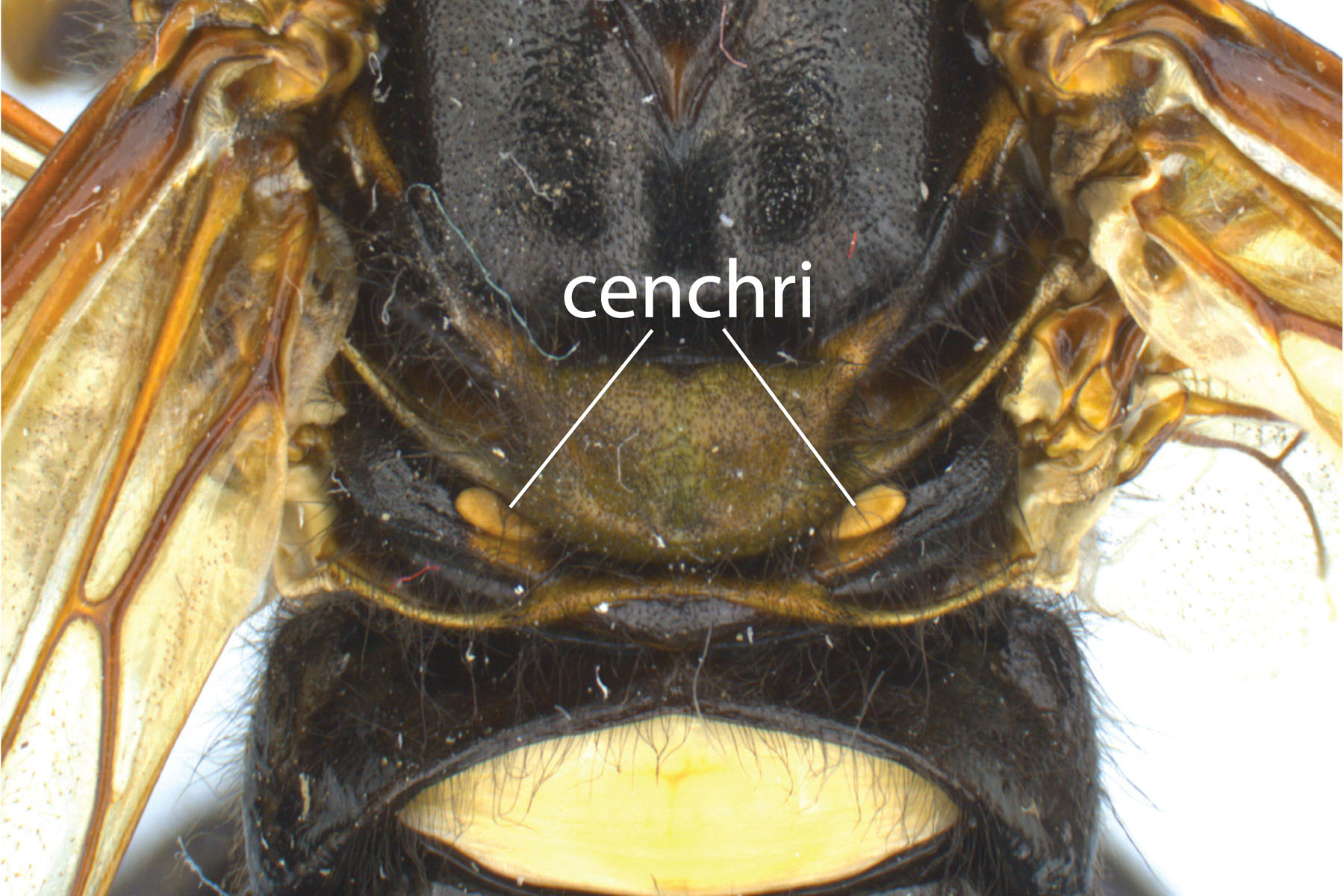 classic cenchri position for most sawflies (Cimbex americana); photo  WSDA