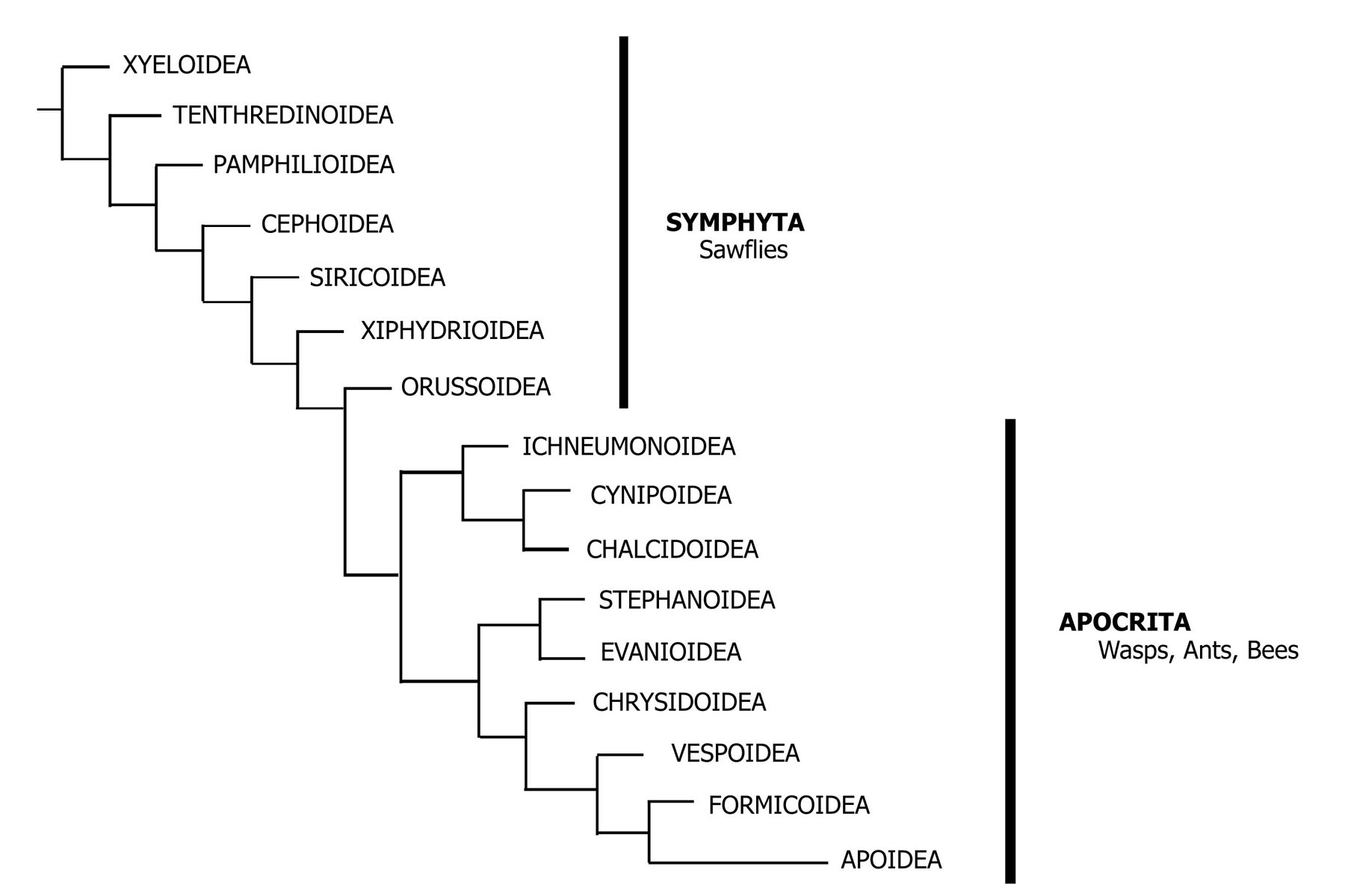 phylogenetic relationships of the two suborders and select superfamilies of Hymenoptera
