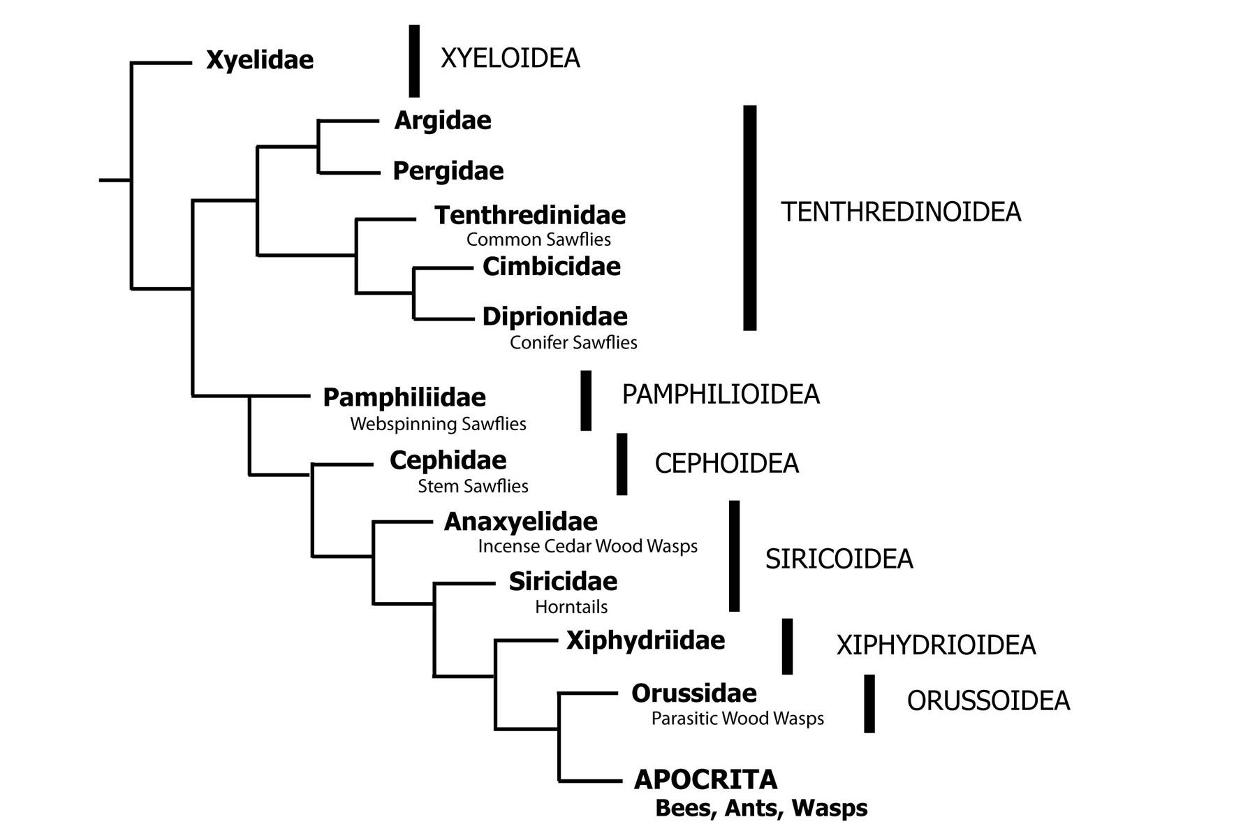 phylogenetic relationships of select families of Symphyta