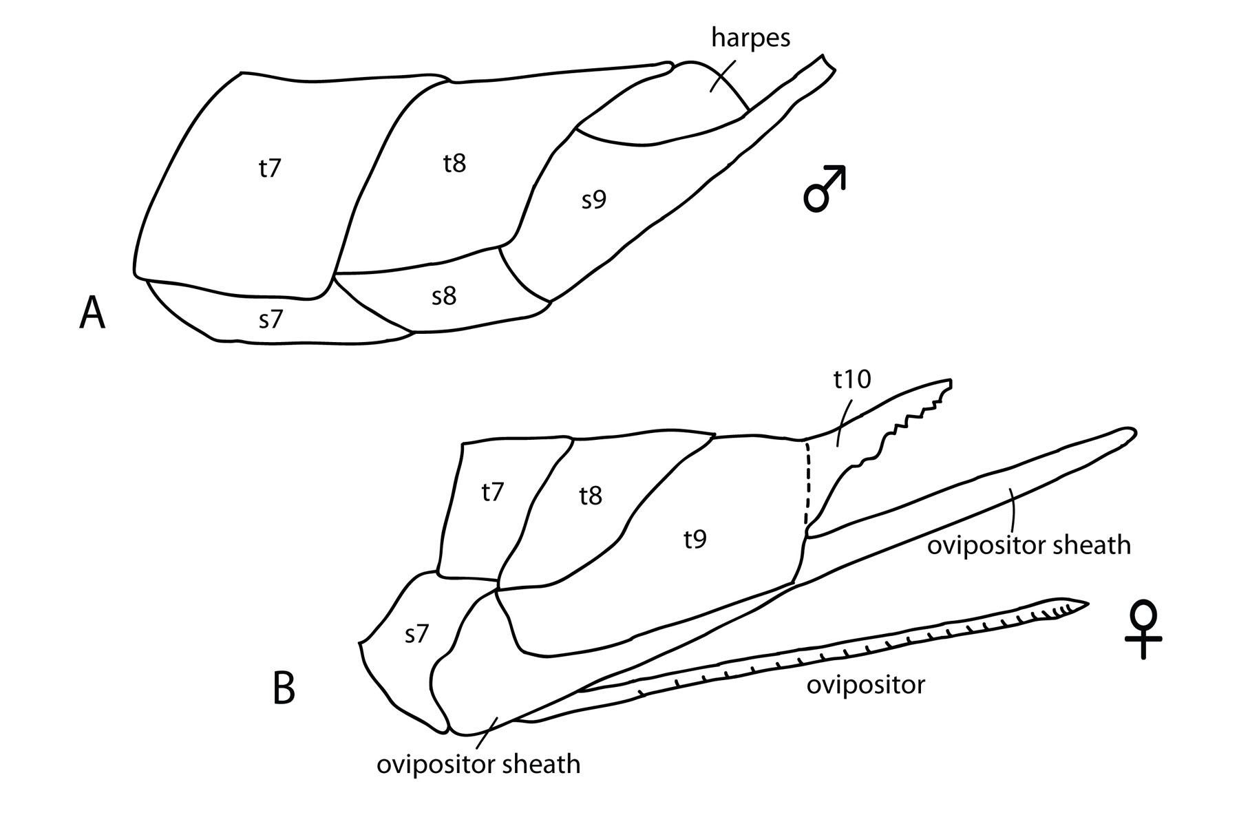 wing cells illustration