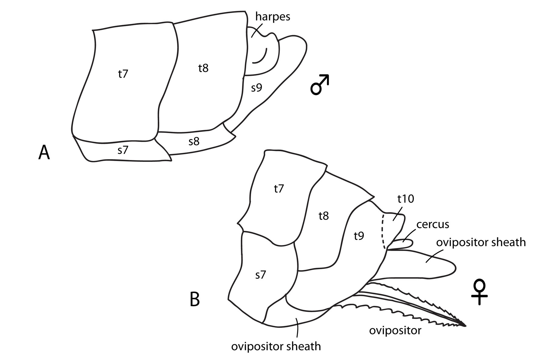 wing cells illustration