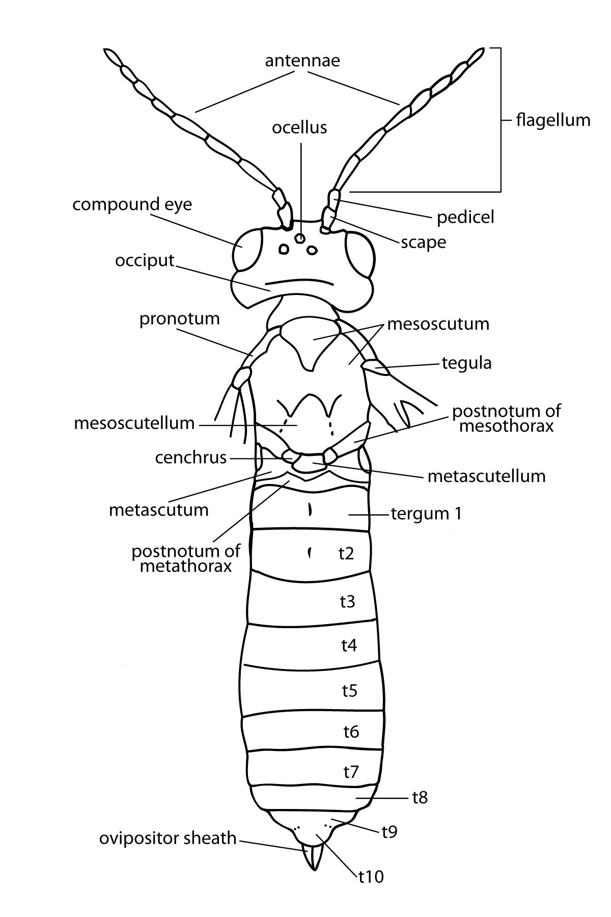 dorsal habitus